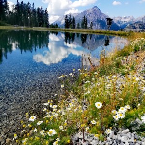 Blühende Bergblumen an einem Speicherteich im Tiroler Oberland